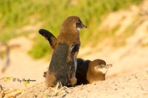 AFrican penguin chicks_Boulders Beach