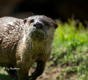 Aonyx capensis _ Cape clawless otter False Bay coastline