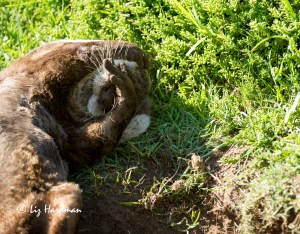 Cape clawless otter sand bathing _ False Bay coast.