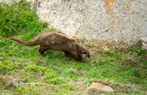 Cape clawless otter along False Bay shores