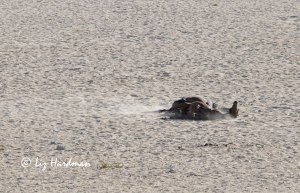 Wild Namib horses sandbath to rid their hides of pests.
