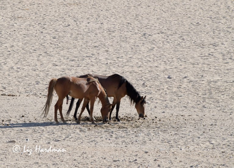 Coprophagy manure adds nutrients to a sparse diet.