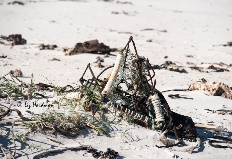 Cape lobster trap washed ashore