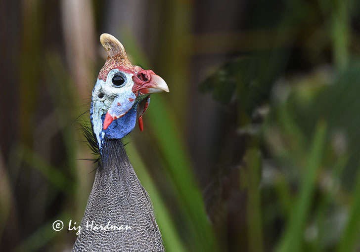 Helmeted Guineafowl