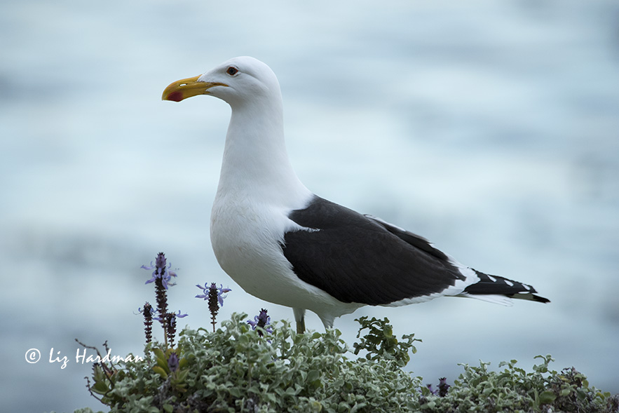 Cape Kelp Gull (Larus dominicanus vetula)