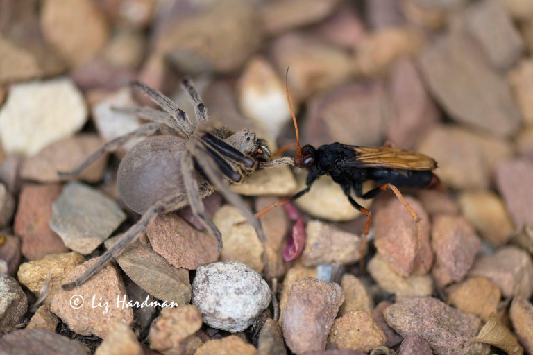 Tarantula-hawk wasp preys on spider