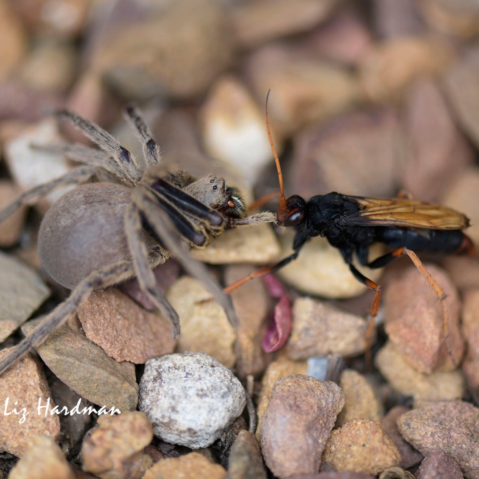 Tarantula-hawk wasp preys on spider