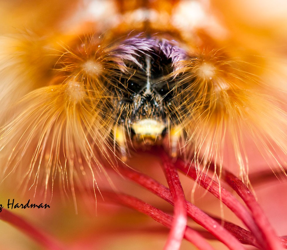 Cape Lappet Moth Larva (Eutricha capensis)