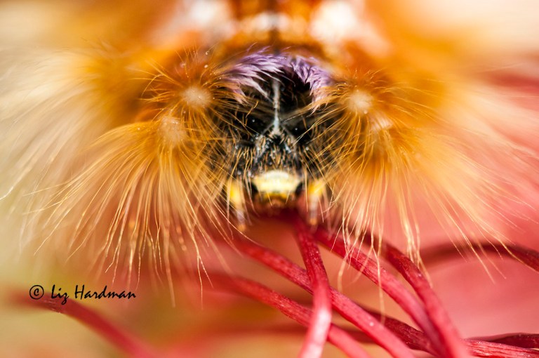 Cape Lappet Moth Larva (Eutricha capensis)