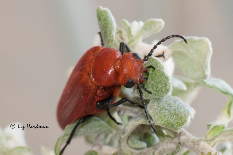 Carpenter bee blister beetle (Synhoria testacea)