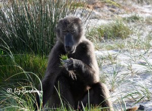 Chacma baboon contemplating restios