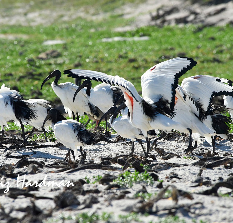 Sacred Ibis (Threskiornis aethiopicus)