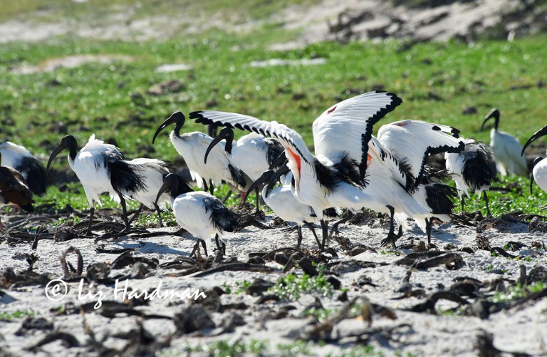 Sacred Ibis (Threskiornis aethiopicus)