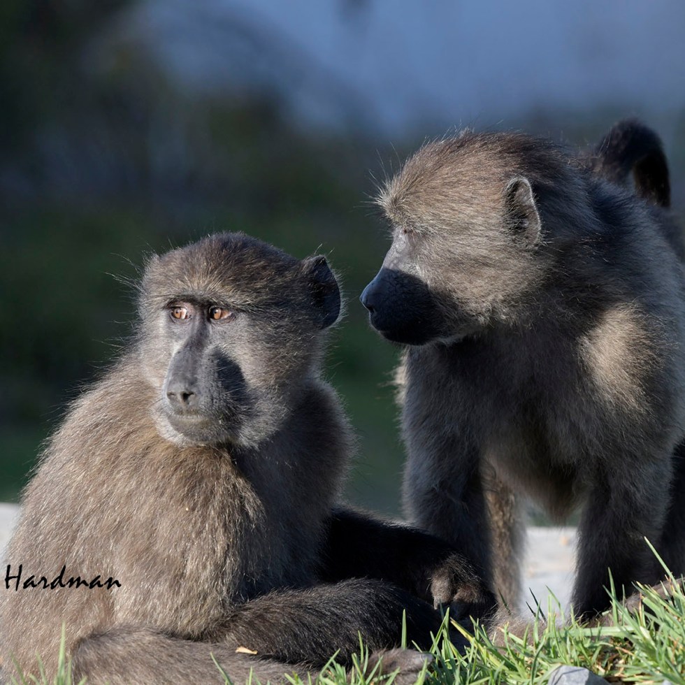 Chacma baboon juveniles
