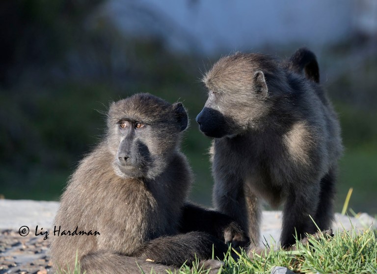 Chacma baboon juveniles