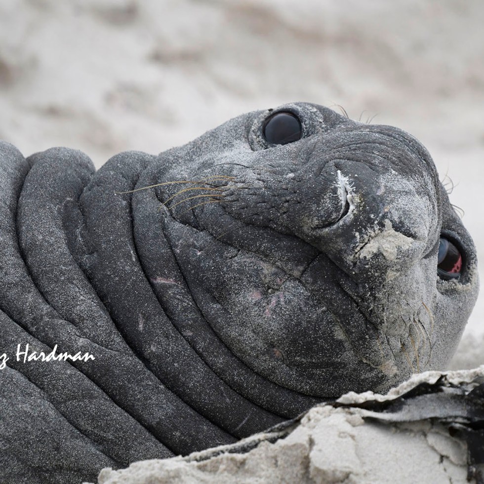 Southern Elephant seal (Mirounga leonina)