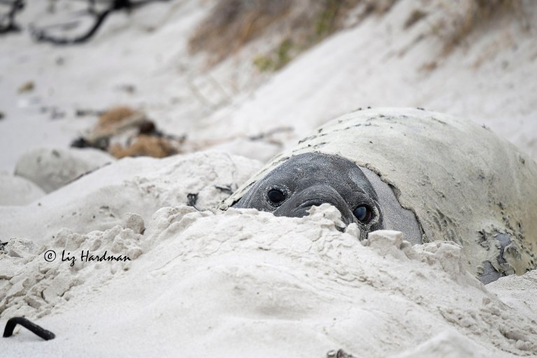 Moulting Elephant seal