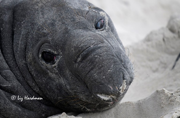 Elephant Seal