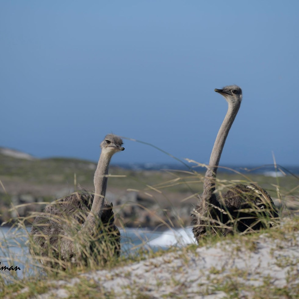 Common ostrich - Stuthio camelus