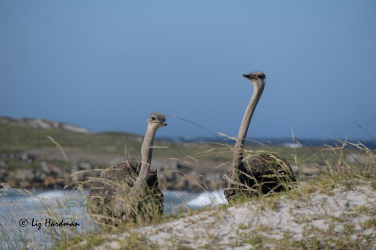 Common ostrich - Stuthio camelus 