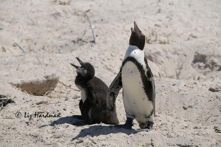 African penguin (Spheniscus demersus) and chick suffering heat stress