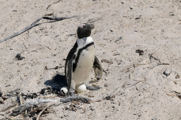 African penguin tending eggs in the heat,