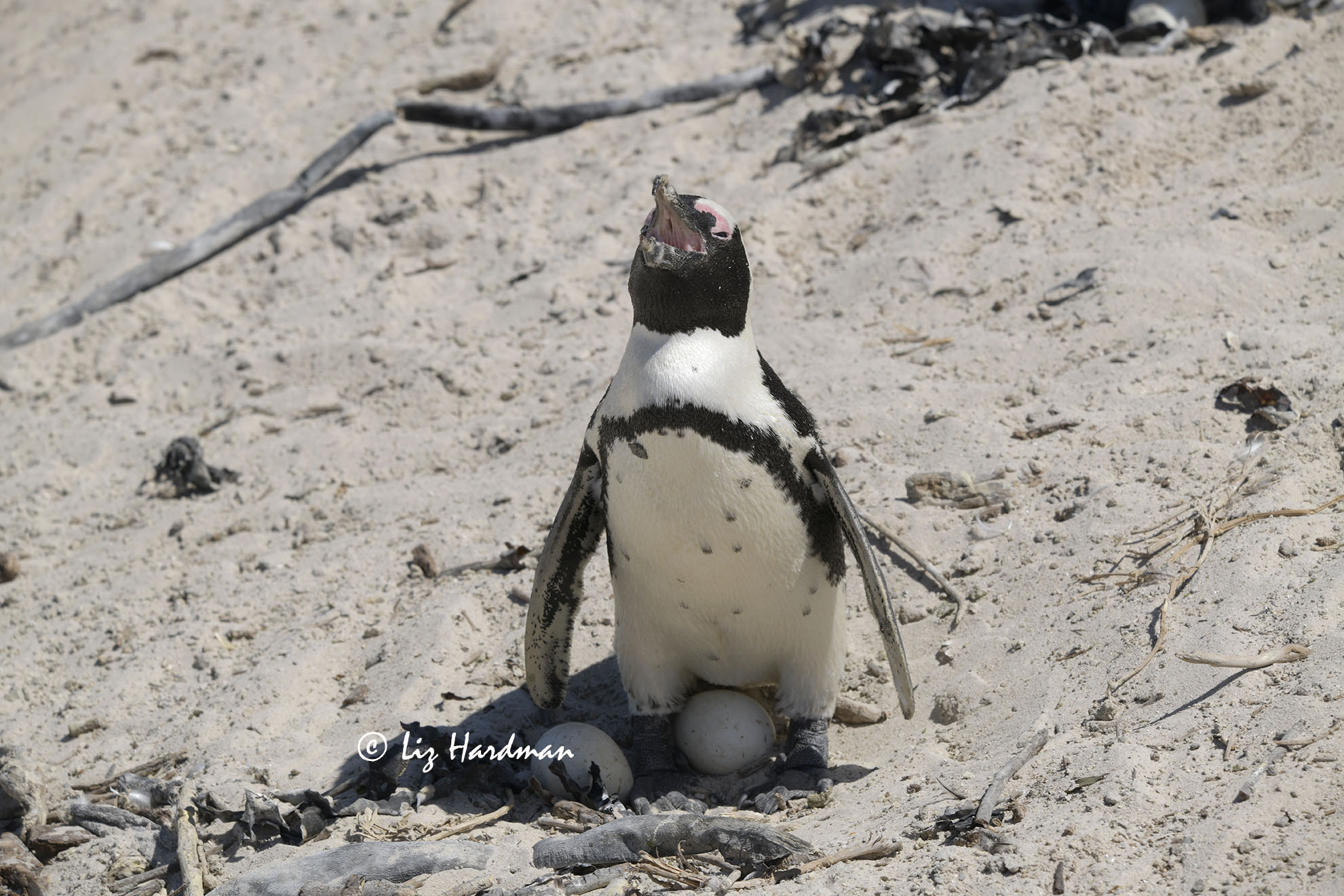 African penguin gasping in hot air
