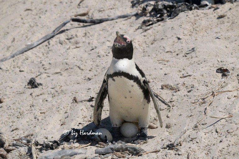 African penguin gasping in hot air 