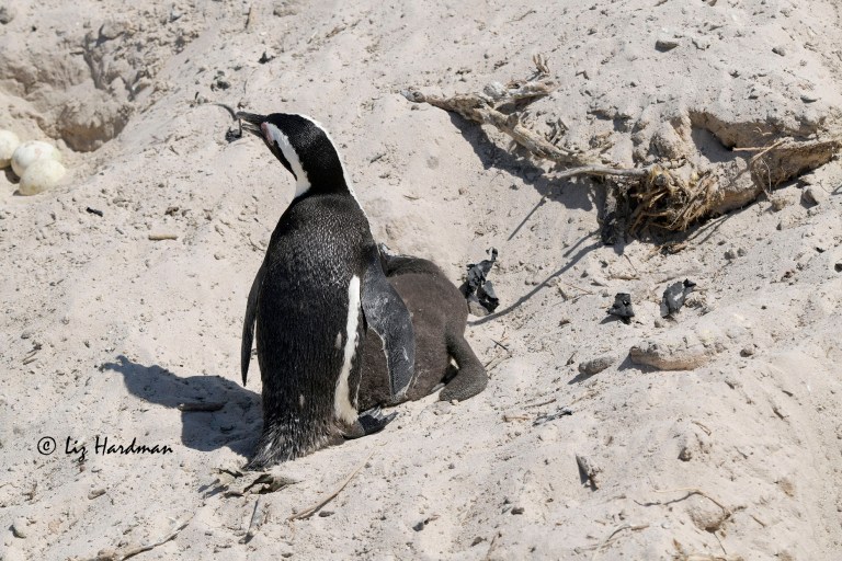 AFrican penguin (Spheniscus demersus) dead chick