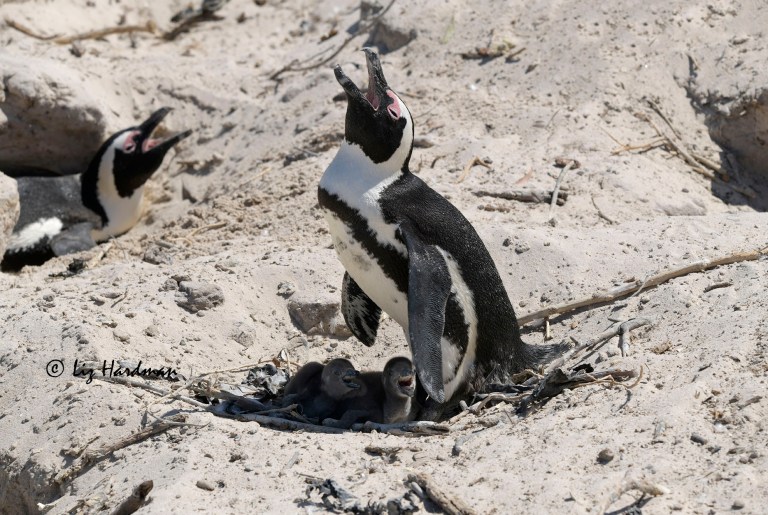 African penguin (Spheniscus demersus) 