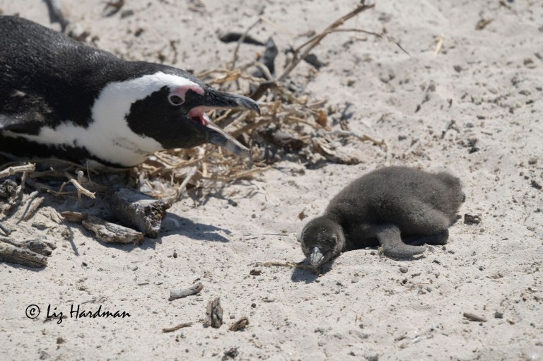African penguin (Spheniscus demersus)  attacking baby chick.
