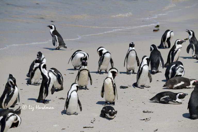 Foxy Beach at Boulders