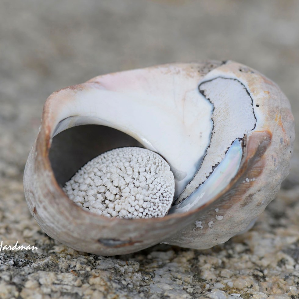 Giant Turban shell Turbo sarmaticus