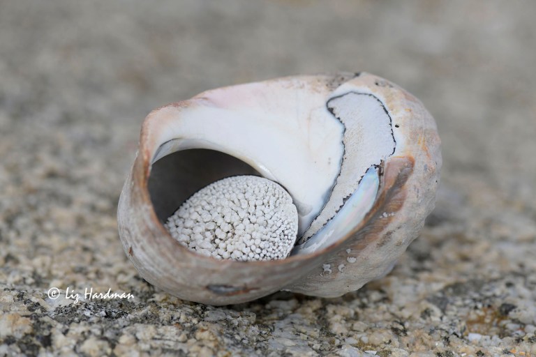 Giant Turban shell Turbo sarmaticus