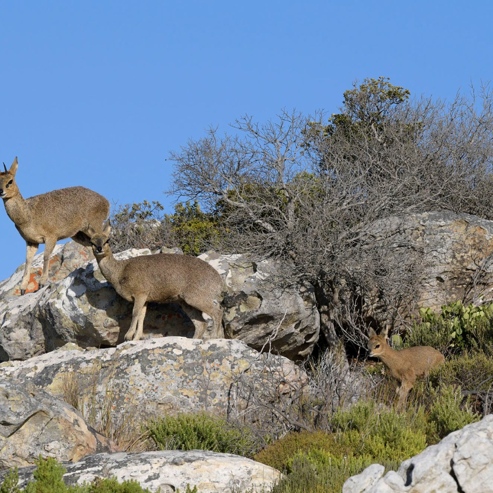 Klipspringer family