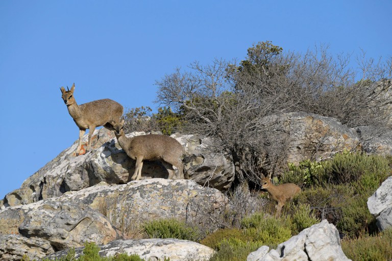 Klipspringer family