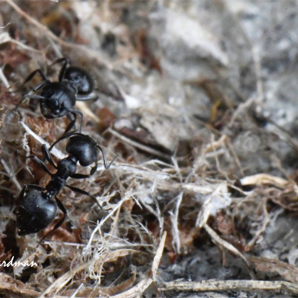 Crematogaster ants