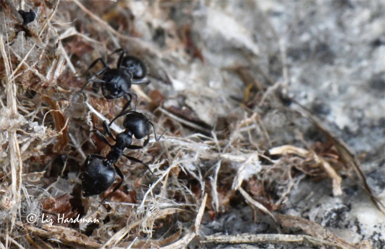 Crematogaster ants