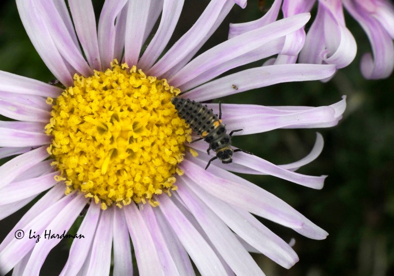 Ladybird instar