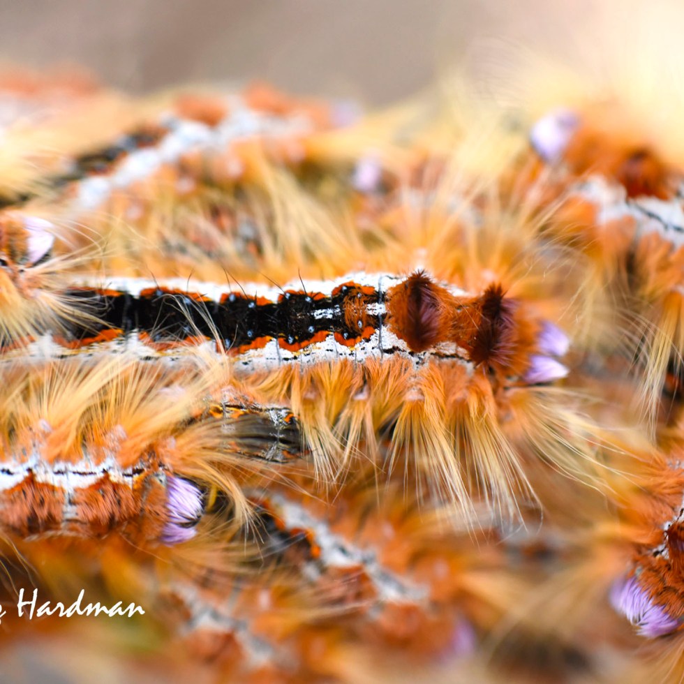 Cape Lappet Moth Aggregation