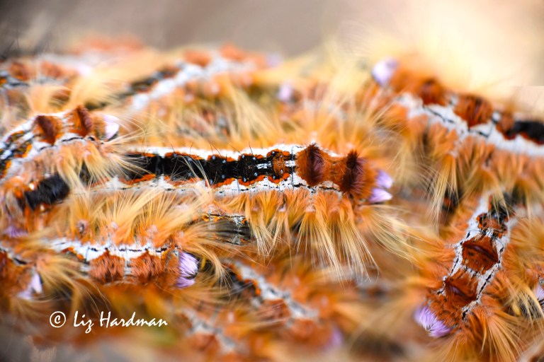 Cape Lappet Moth Aggregation